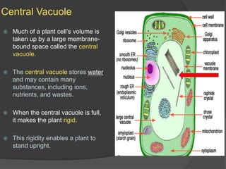 Central VacuoleMuch of a plant cell’s volume is taken up by a large membrane-bound space called the central vacuole.The central vacuole stores water and may contain many substances, including ions, nutrients, and wastes.When the central vacuole is full, it makes the plant rigid.This rigidity enables a plant to stand upright.