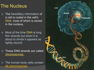 The NucleusThe hereditary information of a cell is coded in the cell’s DNA, most of which is stored in the nucleus.Most of the time DNA is long thin strands but when it is about to divide it appears as tightly wound.These DNA strands are called chromosomes.The human body cells contain 46 chromosomes.