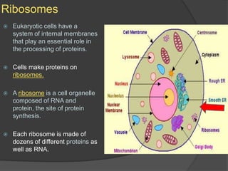 RibosomesEukaryotic cells have a system of internal membranes that play an essential role in the processing of proteins.Cells make proteins on ribosomes.A ribosome is a cell organelle composed of RNA and protein, the site of protein synthesis.Each ribosome is made of dozens of different proteins as well as RNA.