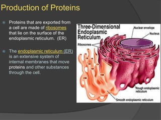 Production of ProteinsProteins that are exported from a cell are made of ribosomes that lie on the surface of the endoplasmic reticulum.  (ER)The endoplasmic reticulum (ER) is an extensive system of internal membranes that move proteins and other substances through the cell.