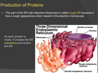 Production of ProteinsThe part of the ER with attached ribosomes is called rough ER because it has a rough appearance when viewed in the electron microscope.As each protein is made, it crosses the ER membrane and enters the ER.