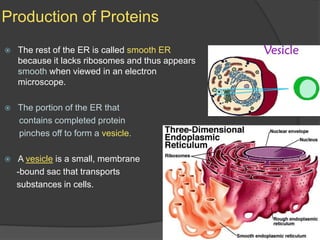 Production of ProteinsThe rest of the ER is called smooth ER because it lacks ribosomes and thus appears smooth when viewed in an electron microscope.The portion of the ER that       contains completed protein      pinches off to form a vesicle.A vesicle is a small, membrane     -bound sac that transports     substances in cells.