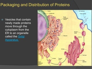 Packaging and Distribution of ProteinsVesicles that contain newly made proteins move through the cytoplasm from the ER to an organelle called the Golgi Apparatus.