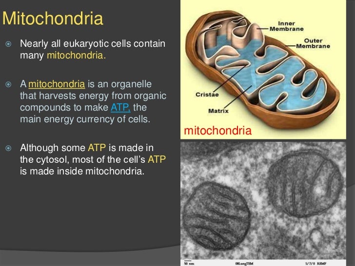 What cell has the most mitochondria?