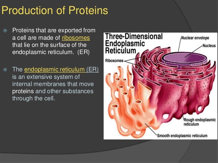 Cell organelles