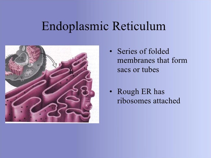 Cell organelles