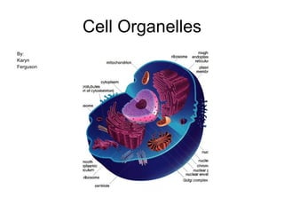 Cell Organelles ,[object Object],[object Object],[object Object]