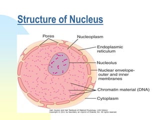 Structure of Nucleus
 
