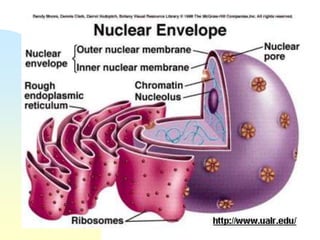 Structure of Nucleus
 