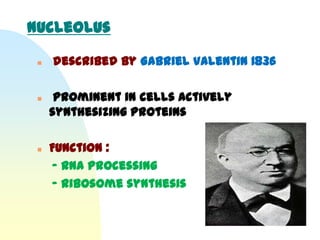 Nucleolus

    described by Gabriel Valentin 1836

     prominent in cells actively
     synthesizing proteins

    Function :
     - RNA Processing
     - Ribosome synthesis
 