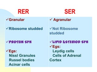 RER                  SER
Granular            Agranular

Ribosome studded   Not Ribosome
                    studded

PROTEIN SYN        LIPID &STERIOD SYN
                    Egs:
Egs:                Leydig cells
 Nissl Granules      Cells of Adrenal
 Russel bodies      Cortex
 Acinar cells
 