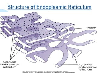 Structure of Endoplasmic Reticulum
 