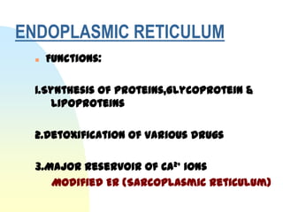 ENDOPLASMIC RETICULUM
     Functions:

  1.Synthesis of proteins,Glycoprotein &
     Lipoproteins

  2.Detoxification of various drugs

  3.Major Reservoir of Ca2+ ions
     Modified ER (Sarcoplasmic Reticulum)
 
