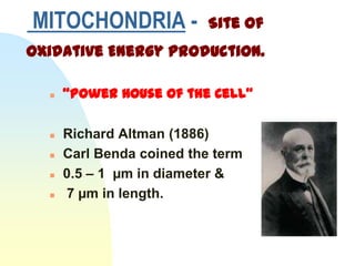 MITOCHONDRIA -             Site of
Oxidative Energy Production.

     “Power House of the Cell”

     Richard Altman (1886)
     Carl Benda coined the term
     0.5 – 1 µm in diameter &
     7 µm in length.
 