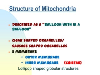 Structure of Mitochondria

   Described as a “Balloon with in a
    balloon”

   Cigar shaped organelles/
    Sausage shaped organelles
   2 membrane
         - outer membrane
         - inner membrane (Cristae)
       Lollipop shaped globular structures
 