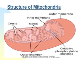 Structure of Mitochondria
 