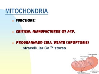 MITOCHONDRIA
    Functions:

    Critical manufacturer of ATP.

    Programmed Cell death (Apoptosis)
       intracellular Ca 2+ stores.
 