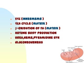    ETC (innermemb )
   TCA Cycle (matrix )
   β-Oxidation of FA (matrix )
   Ketone body production
   Urea,Heme,Pyramidine syn
   Gluconeogenesis
 