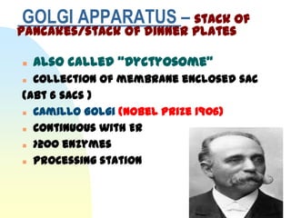 GOLGI APPARATUS – stack of
pancakes/stack of dinner plates

   Also called “Dyctyosome”
 Collection of membrane enclosed sac
(abt 6 sacs )
 Camillo Golgi (Nobel Prize 1906)

 Continuous with ER

 >200 enzymes

 Processing station
 