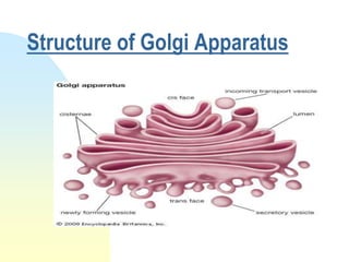 Structure of Golgi Apparatus
 