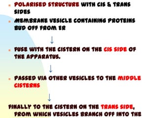    Polarised structure with cis & trans
    sides
   Membrane vesicle containing proteins
    bud off from ER
               ↓
   fuse with the cistern on the cis side of
    the apparatus.
               ↓
   passed via other vesicles to the middle
    cisterns
              ↓
finally to the cistern on the trans side,
  from which vesicles branch off into the
 