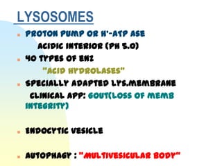 LYSOSOMES
   Proton Pump or H+-ATP ase
       acidic interior (ph 5.0)
   40 types of enz
        “Acid Hydrolases”
   Specially adapted lys.membrane
     Clinical app: Gout(loss of memb
    integrity)

   Endocytic Vesicle

   Autophagy : “Multivesicular body”
 