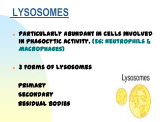 LYSOSOMES
   Particularly abundant in cells involved
    in phagocytic activity. (Eg: Neutrophils &
    Macrophages)

   3 Forms of lysosomes

    Primary
    Secondary
    Residual Bodies
 