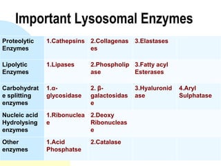 Important Lysosomal Enzymes
Proteolytic    1.Cathepsins 2.Collagenas    3.Elastases
Enzymes                     es

Lipolytic      1.Lipases     2.Phospholip 3.Fatty acyl
Enzymes                      ase          Esterases

Carbohydrat    1.α-          2. β-          3.Hyaluronid   4.Aryl
e splitting    glycosidase   galactosidas   ase            Sulphatase
enzymes                      e
Nucleic acid   1.Ribonuclea 2.Deoxy
Hydrolysing    e            Ribonucleas
enzymes                     e
Other          1.Acid        2.Catalase
enzymes        Phosphatse
 