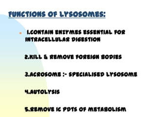 Functions of Lysosomes:

      1.Contain enzymes essential for
      intracellular digestion

      2.Kill & remove foreign bodies

      3.Acrosome :- specialised lysosome

      4.Autolysis

      5.remove IC pdts of metabolism
 