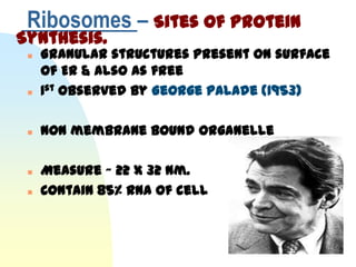 Ribosomes – Sites of Protein
Synthesis.
    Granular structures present on surface
     of ER & also as free
    1st observed by George Palade (1953)

    Non membrane bound organelle

    Measure ~ 22 x 32 nm.
    Contain 85% RNA of cell
 