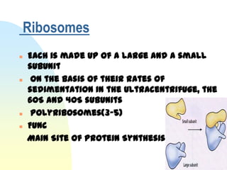 Ribosomes
   Each is made up of a large and a small
    subunit
    on the basis of their rates of
    sedimentation in the ultracentrifuge, the
    60S and 40S subunits
    Polyribosomes(3-5)
   Func
    Main Site of Protein Synthesis
 