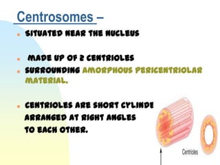 Centrosomes –
   Situated near the nucleus

    made up of 2 centrioles
   surrounding amorphous pericentriolar
    material.

   centrioles are short cylinders,
    arranged at right angles
    to each other.
 