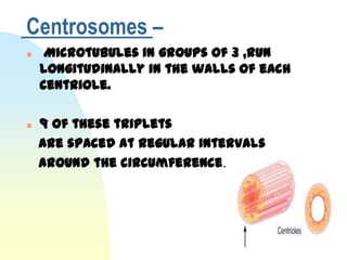 Centrosomes –
    Microtubules in groups of 3 ,run
    longitudinally in the walls of each
    centriole.

   9 of these triplets
    are spaced at regular intervals
    around the circumference.
 