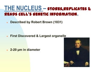 THE NUCLEUS – stores,replicates &
reads Cell’s Genetic Information.
   Described by Robert Brown (1831)



   First Discovered & Largest organelle



   2-20 µm in diameter
 