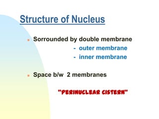 Structure of Nucleus
    Sorrounded by double membrane
                 - outer membrane
                 - inner membrane

    Space b/w 2 membranes

            "Perinuclear Cistern"
 