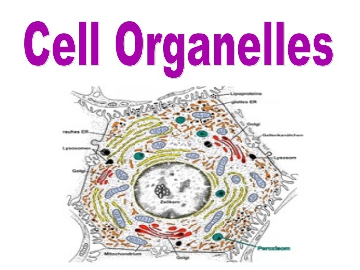 Cell Organelles