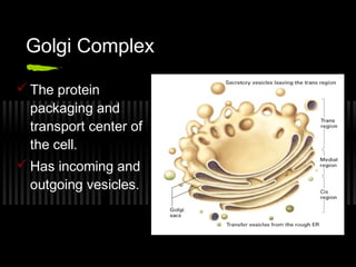 Golgi Complex

 The protein
  packaging and
  transport center of
  the cell.
 Has incoming and
  outgoing vesicles.
 