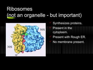 Ribosomes
(not an organelle - but important)
                    Synthesizes proteins.
                    Present in the
                     cytoplasm.
                    Present with Rough ER.
                    No membrane present.
 