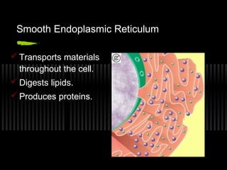 Smooth Endoplasmic Reticulum

 Transports materials
  throughout the cell.
 Digests lipids.
 Produces proteins.
 