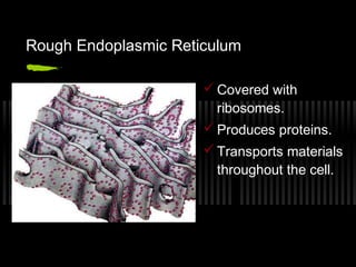 Rough Endoplasmic Reticulum

                       Covered with
                        ribosomes.
                       Produces proteins.
                       Transports materials
                        throughout the cell.
 