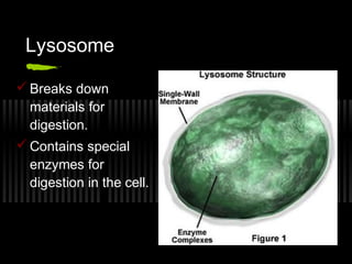 Lysosome

 Breaks down
  materials for
  digestion.
 Contains special
  enzymes for
  digestion in the cell.
 