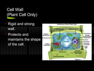 Cell Wall
 (Plant Cell Only)

 Rigid and strong
  wall.
 Protects and
  maintains the shape
  of the cell.
 