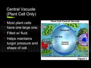 Central Vacuole
 (Plant Cell Only)

 Most plant cells
  have one large one.
 Filled w/ fluid.
 Helps maintains
  turgor pressure and
  shape of cell.
 