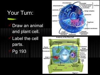 Your Turn:

 Draw an animal
  and plant cell.
 Label the cell
  parts.
 Pg 193
 