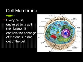 Cell Membrane
 Every cell is
  enclosed by a cell
  membrane. It
  controls the passage
  of materials in and
  out of the cell.
 