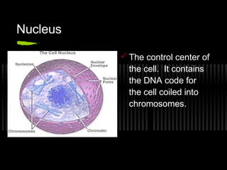 Nucleus

           The control center of
            the cell. It contains
            the DNA code for
            the cell coiled into
            chromosomes.
 
