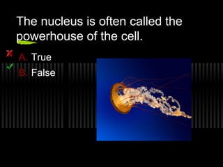 The nucleus is often called the
powerhouse of the cell.
A. True
B. False
 