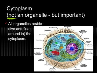 Cytoplasm
 (not an organelle - but important)
 All organelles reside
  (live and float
  around in) the
  cytoplasm.
 