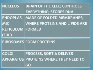 NUCLEUS   BRAIN OF THE CELL; CONTROLS
          EVERYTHING; STORES DNA
ENDOPLAS MADE OF FOLDED MEMBRANES;
MIC       WHERE PROTEINS AND LIPIDS ARE
RETICULUM FORMED
(E.R.)
RIBOSOMES FORM PROTEINS

GOLGI     PROCESS, SORT & DELIVER
APPARATUS PROTEINS WHERE THEY NEED TO
          GO
 