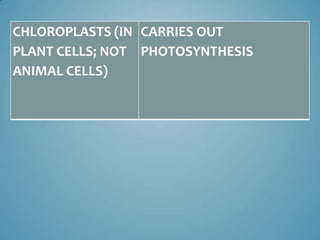 CHLOROPLASTS (IN CARRIES OUT
PLANT CELLS; NOT PHOTOSYNTHESIS
ANIMAL CELLS)
 